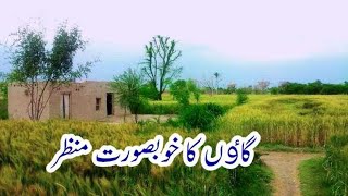 Wonderful view of Rural beauty In Punjab Pakistan | District Khanewal ka ek khoobsurat Gaon |