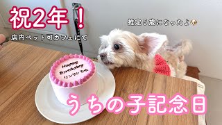 保護犬を卒業して丸2年が経ったお祝いをしたよ🐶🐾