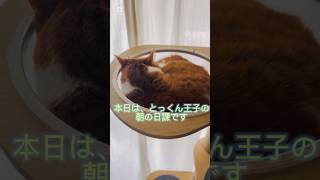 短足マンチカン王子の朝の日課　　　　　　　#猫　#cat #マンチカン　#スコティッシュフォールド　#猫のいる暮らし　#もふもふ  #モーニングルーティン