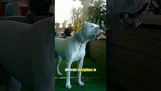 Discovering the Versatile and Athletic Dogo Argentino