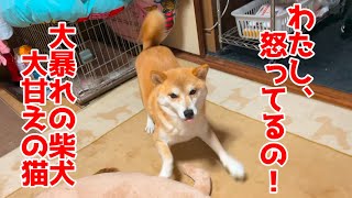 留守番で寂しかった柴犬と猫が泣いてお出迎え、対照的なその後 shiba inu