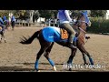 2023 デイリー杯クイーンc　出走馬プロモーションミュージックビデオ　racehorses with music