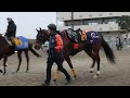 2023 デイリー杯クイーンc　出走馬プロモーションミュージックビデオ　racehorses with music