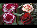 How to make roses from plastic bags - flower crafts ideas