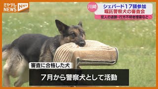 ＜シェパード17頭＞犯人・行方不明者捜す『嘱託警察犬』選ぶ審査会　「犯人追いかけるのに有効」（宮城・川崎町）