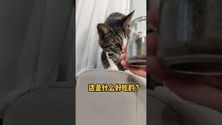 招財貓咪想吃貓薄荷可是有點困難/ZhaoCai Cat want catnip but...#shorts #cat #funny