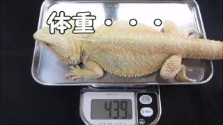 フトアゴヒゲトカゲ志庵の日常⑭生後12か月の身体測定