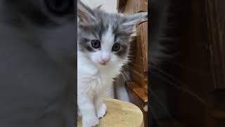 かわいいメインクーン子猫ライオンキングのシンバ君❗