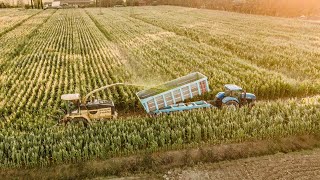 Trinciatura mais con  New Holland FX450 | New Holland T7060 | Fendt 818 | Azz. Agr. F.lli Monacchia