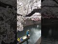 🌸桜咲く、松尾芭蕉　奥の細道むすびの地　岐阜県大垣市　 デュビアな時間　 松尾芭蕉　 奥の細道　 sakura