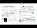 slic cloning sequence and ligation independent cloning theory u0026 workflow