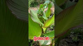 බුත්සරණ || Buthsarana