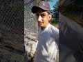 feroz farm murree 1st vlog