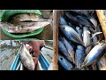 Amazing GIANT TREVALLY•SKIPJACK TUNA•WAHOO | Traditional Fishing Technique (Catch and Sell)