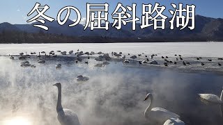 冬の屈斜路湖　北海道　白鳥　自然の音