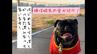 【愛犬】勝俣ぽん太を紹介します！【紹介】