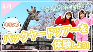 【宇都宮動物園公式チャンネル】【キリンのバックヤードツアーを体験】