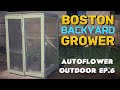 How To Grow Autoflower Cannabis Outdoor Blueberry Autoflowers Outdoor Ep.6