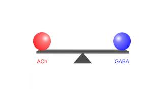 Synaptic Competition Shapes Neuronal Dendrites