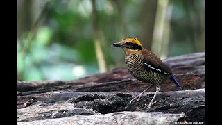 Bornean Banded Pitta 20221110 Borneo Sabah female