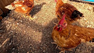 Отругала паризита... Что нибудь да есть из-за этой погоды...