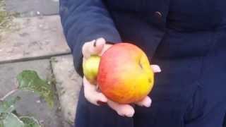 Late Apple variety Topaz: A Long Lasting Fruit