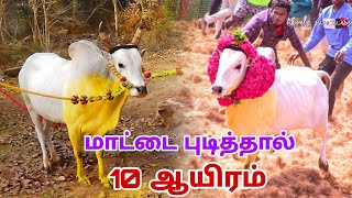 மாட்டை புடித்தால் 10 ஆயிரம் வெள்ளையனை தொடகொட முடியலையே உப்புப்பட்டி அருள் மாடு // Jallikattu videos