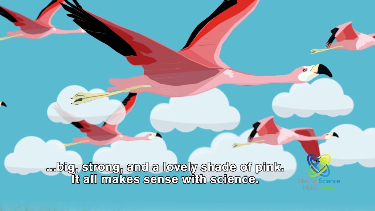 Why Are Flamingos Pink Youtube