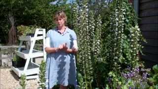 Favourite Perennials: Acanthus 'Rue Ledan'