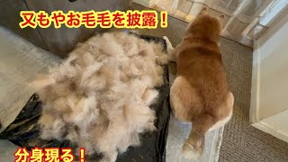 柴犬！シャンプー後ブラッシング！今までのお毛毛！