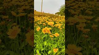 Ornamental Plant Flowers 🌻🌹#shorts #shortviral #mobilevideography #short #viralvideo #viralshorts