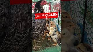 ពូជមាន់គីឡូធ្ងន់ៗ3.5Kg-4.5Kg