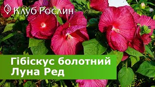 Гибискус болотный Луна Рэд • Hibiscus moscheutos Luna Red - обзор и уход за растением