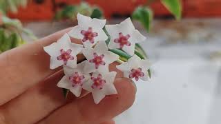 хойя Белла Альбо ( Hoya Bella albomarginata) ...