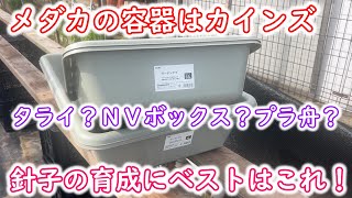 【めだか】針子育成用にホームセンターカインズで僕が選んだのはこれ！Ｂ型おやじ