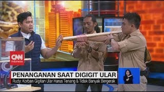 Jangan Panik, Begini Penanganan Saat Digigit Ular