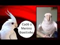 calopsita falando cadê o menino bonitinho treinamento para calopsita