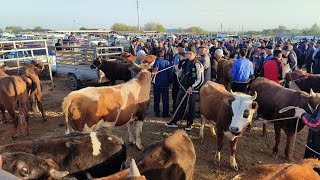 АБАЙ_ЭМКАДОС МАЛ КУЙ БОЗАР НАРХЛАР