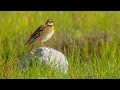 Calandra Lark - Melanocorypha calandra