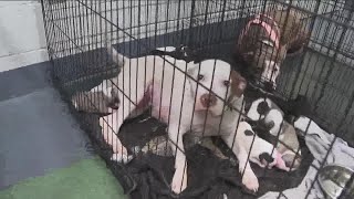 Spalding County animal shelter offers owners a place to temporarily house their pets
