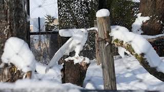 シロフクロウの伸び　旭山動物園　Snowy Owl at Asahiyama Zoo