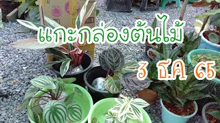 แกะกล่องต้นไม้กล่องแรกเดือน ธ.ค 65