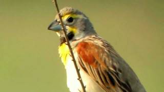 Male Dickcissel