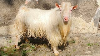 Quality Bantam goats at Arha Goat Farm Aurangabad Maharashtra