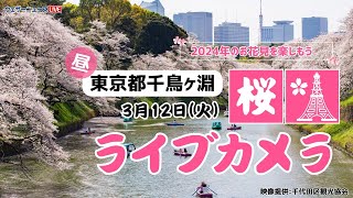 🌸桜ライブカメラ🌸東京千鳥ヶ淵　2024年3月12日(火)