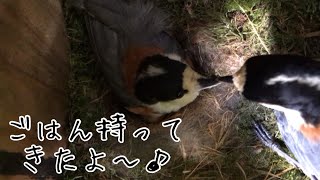 【ヤマガラ】【山雀】ヒナちゃんたちのために今日もせっせとごはんを運ぶオスのヤマガラさん　Varied tit