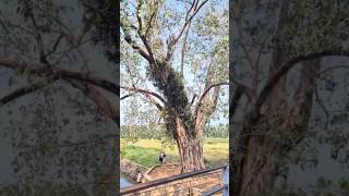 നഗുമോ ഓ മു ഗനലേ നി നാ ജാലി തെലിസി❤️ #nature #templepond #banyantree #bridge #shortvideo