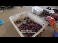 netafim sponsored – farm to fork 6 – growing figs in the valley