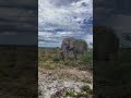 Impressive Elephant right next to the car in Namibias Etosha National Park