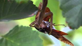 カマキリがアブラゼミを捕食